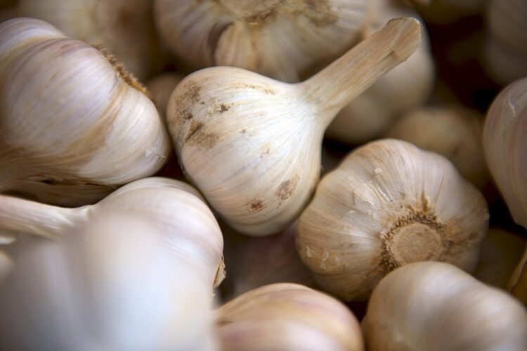 น้ำมันกระเทียม (Garlic Oil) ให้ประโยชน์อะไรกับร่างกาย?